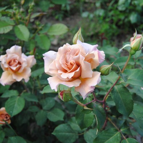 Žlutá - hnědá - Stromkové růže s květmi čajohybridů - stromková růže s rovnými stonky v koruně